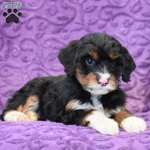 Dick, Mini Bernedoodle Puppy